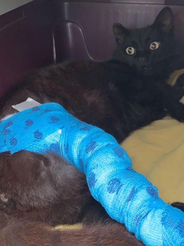 Negret, todo un&nbsp;luchador