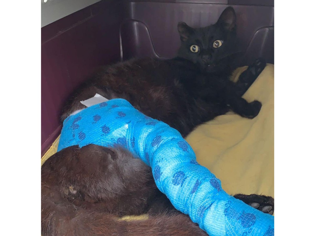 Negret, todo un&nbsp;luchador