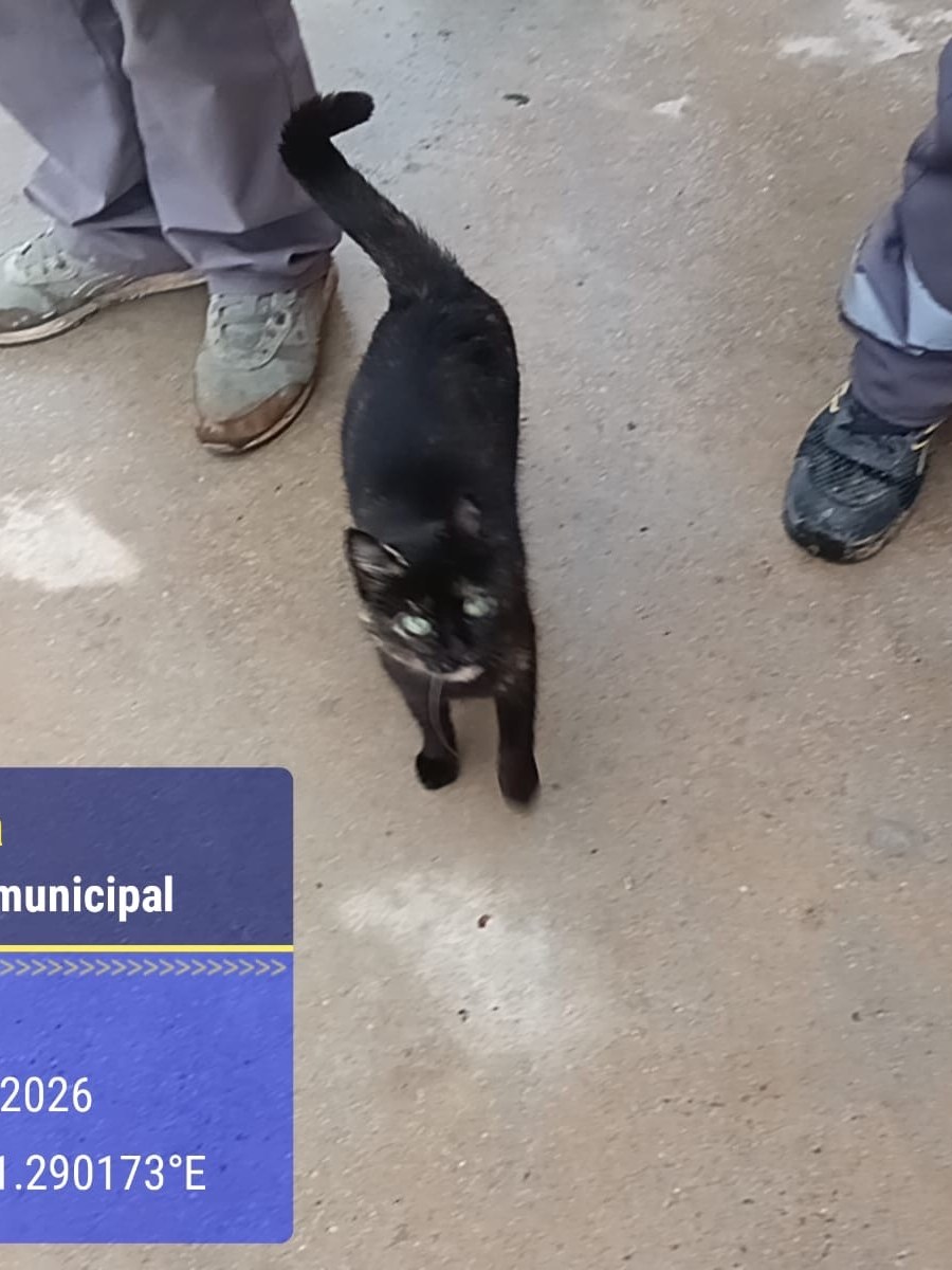 Aviso gata abandonada&nbsp;Deixalleria