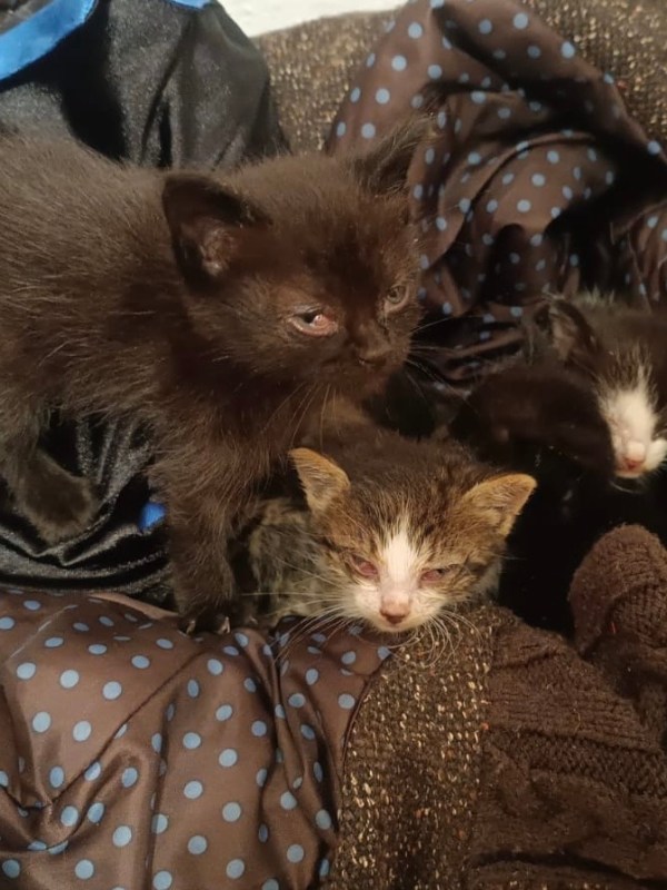 Aviso de gatitos&nbsp;bebés