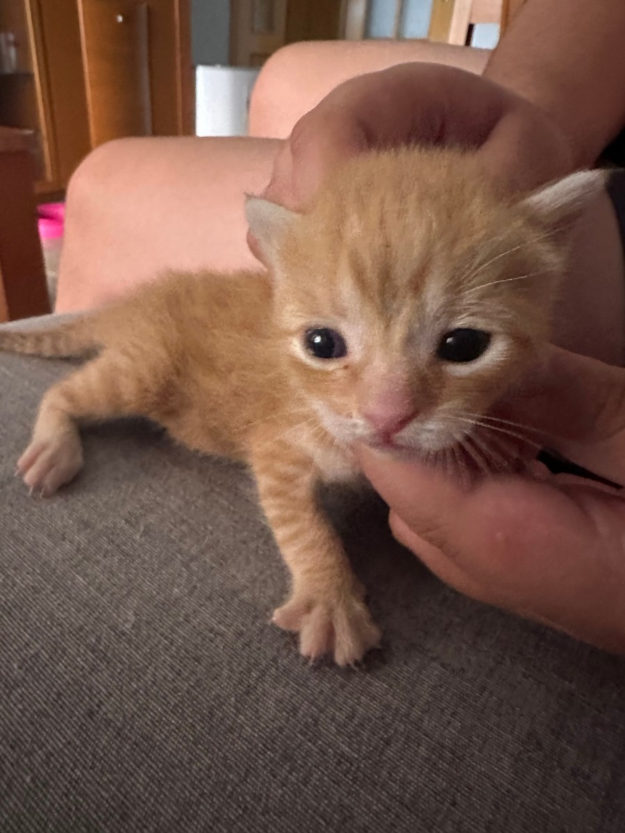 Pequeño rescatado de una fábrica del&nbsp;polígono
