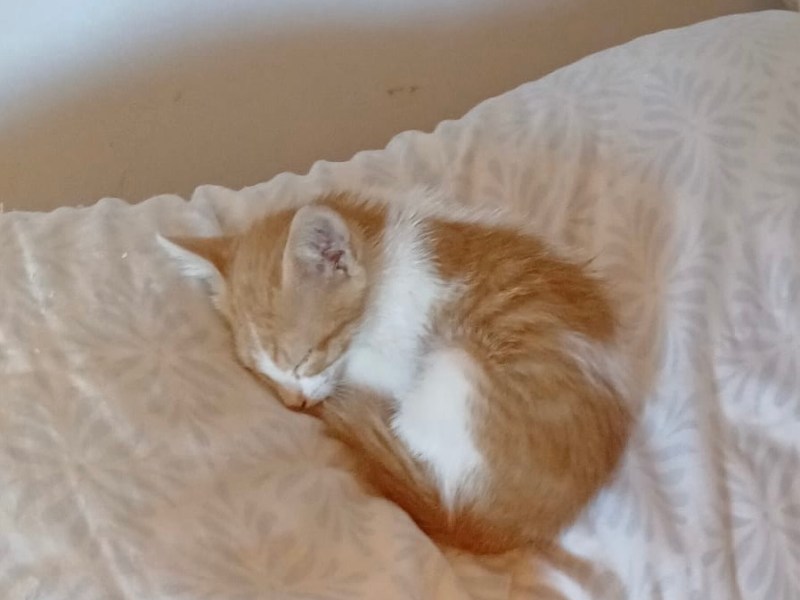 Rescatamos este gato llevaba 2 días&nbsp;llorando