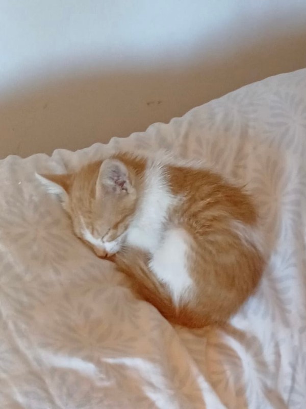 Rescatamos este gato llevaba 2 días&nbsp;llorando