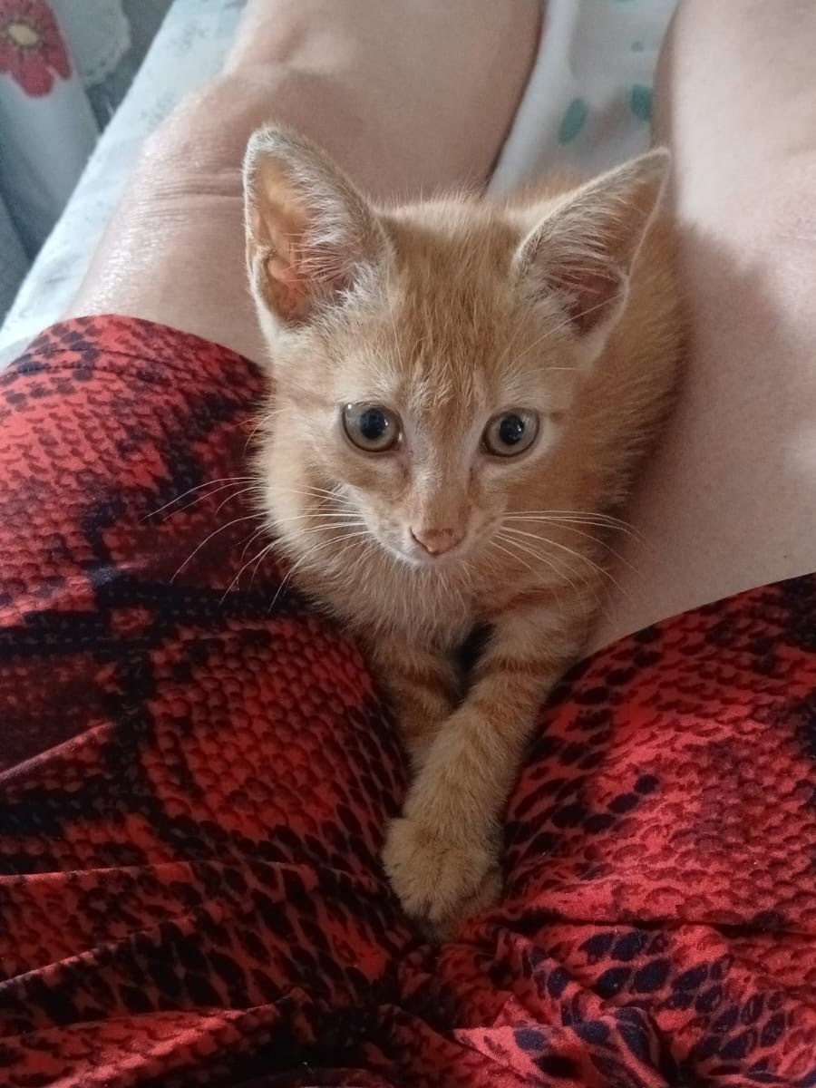 Gatito rescatado colonia&nbsp;Alió