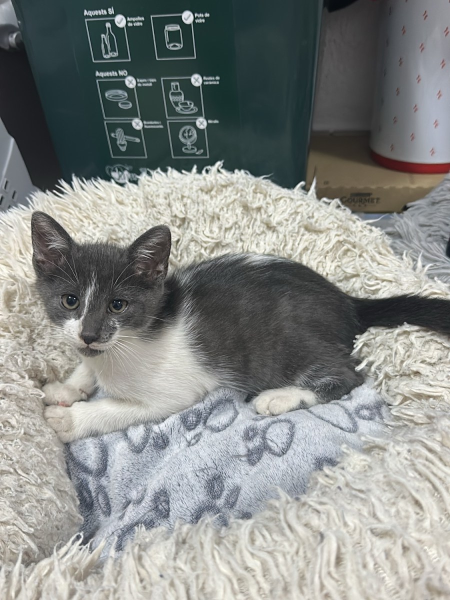 Gatitos entregados por familia que hizo criar su&nbsp;gata