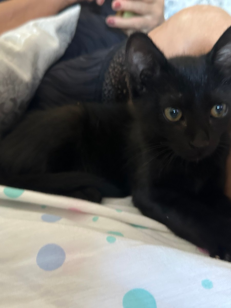 Aparece este gatito en una masía muy&nbsp;delgado