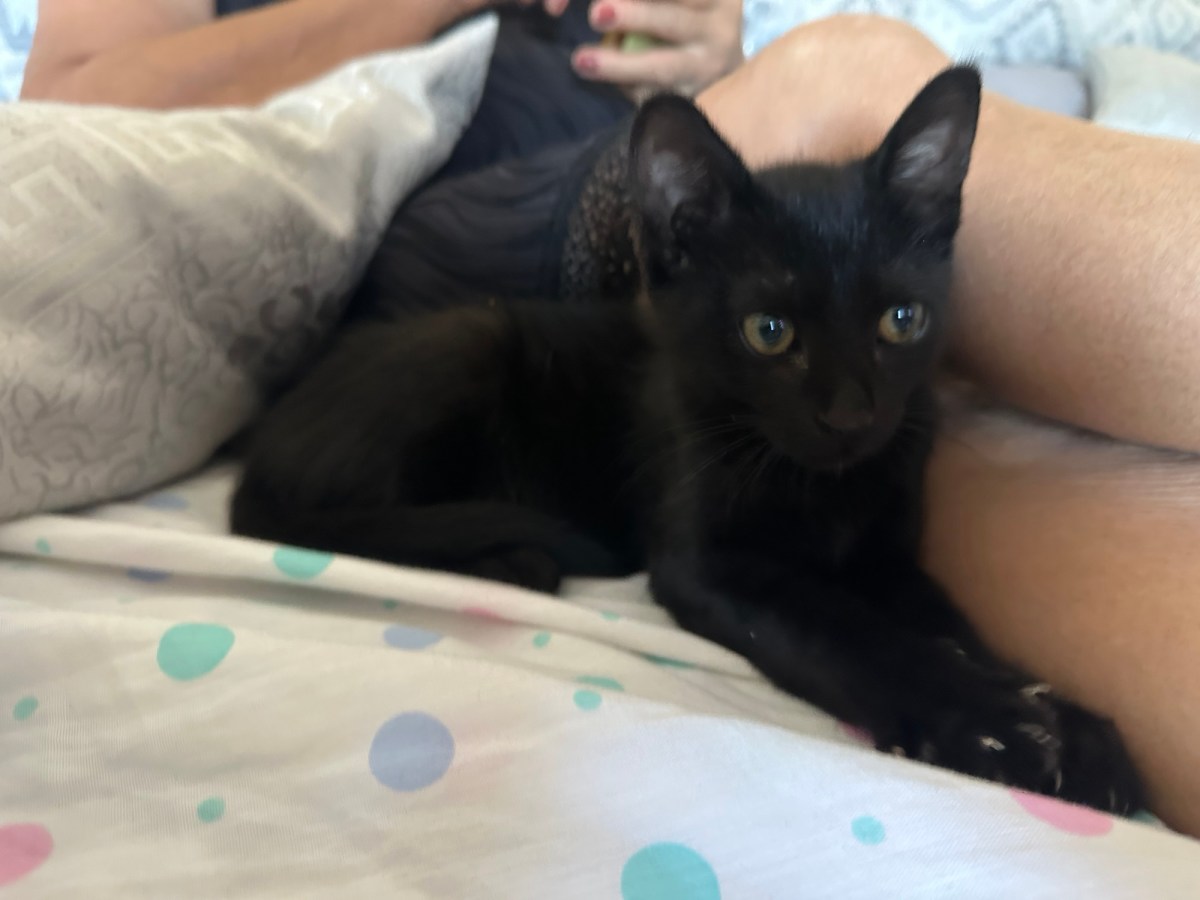 Aparece este gatito en una masía muy&nbsp;delgado