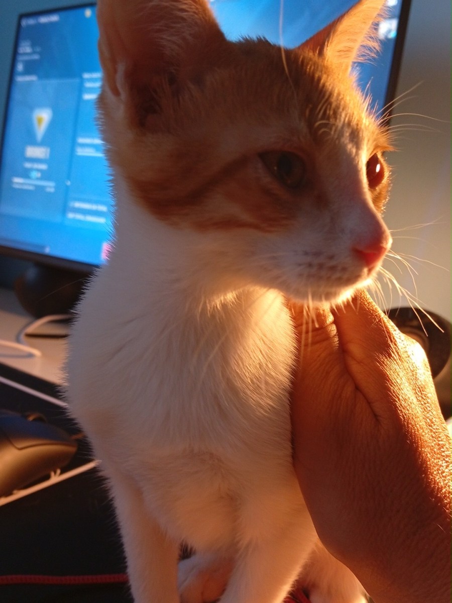 Entregada en adopción