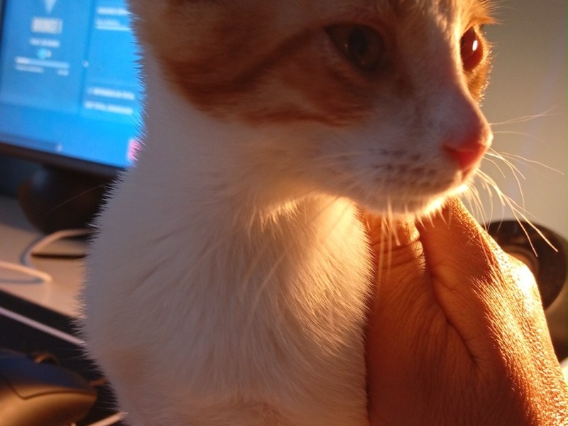 Entregada en adopción